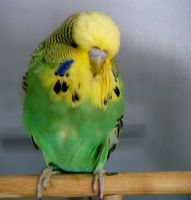 WS-Babys 2014 007.JPG